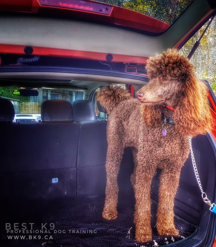 Keira happily staying in the car after our session! 
