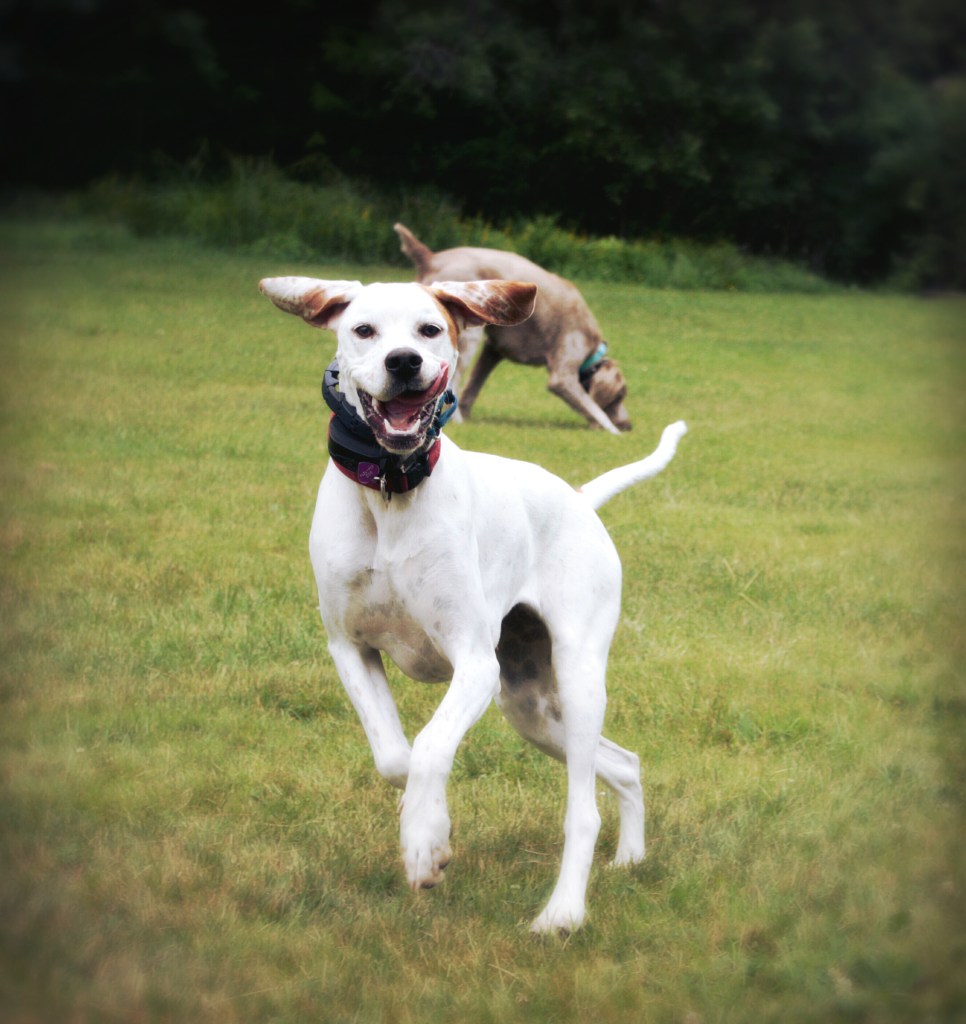 Annie, English Pointer
