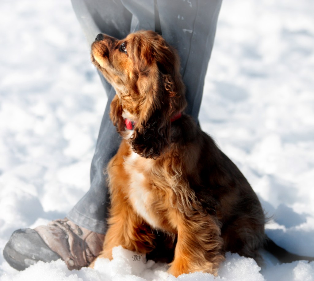 "Brinley offering a beautiful heel position before playing with the other dogs!" 