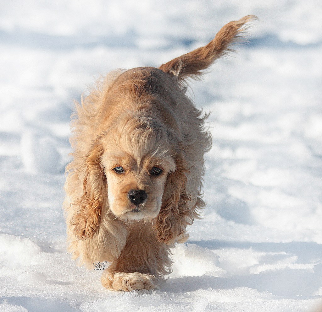 "Lady performing a great re-call in distraction!" 