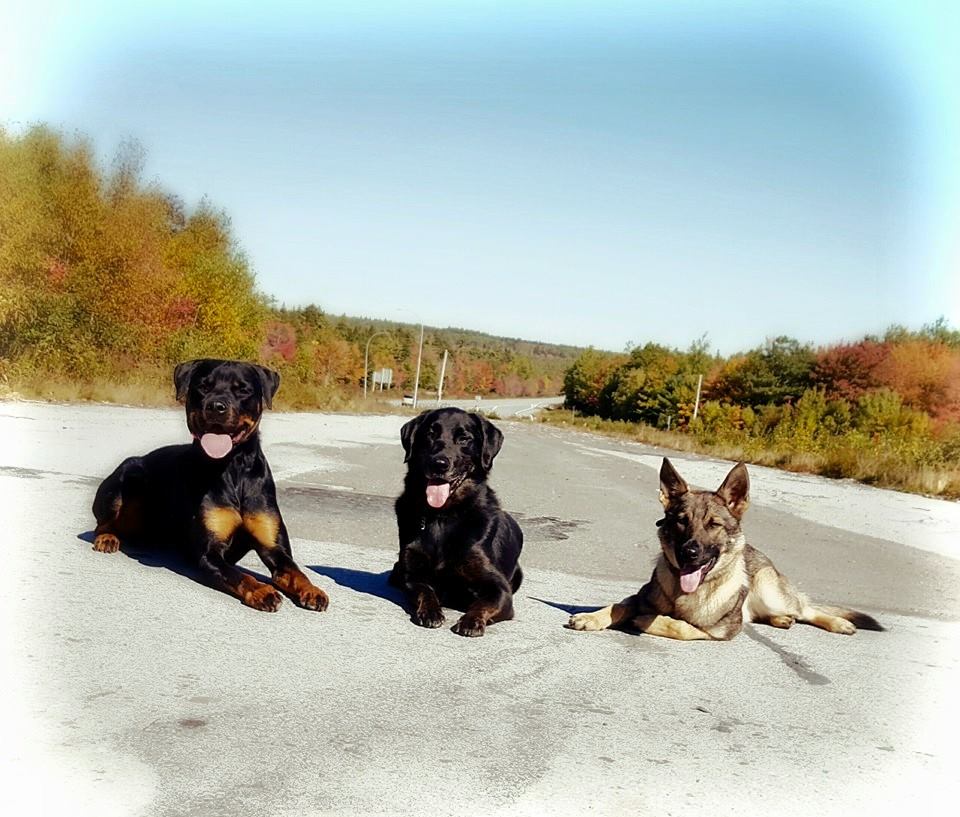 "Moxie practicing her down-stay the morning before going home. We brought in distraction to help!"