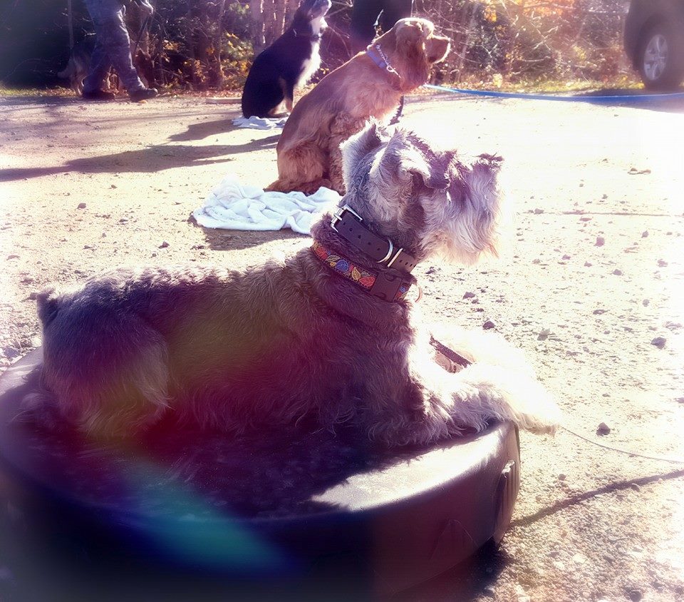 "Sophie enjoy class, on-leash working on her obedience! No reactivity!"