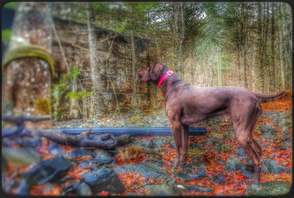 "Ina enjoying an off leash adventure!"