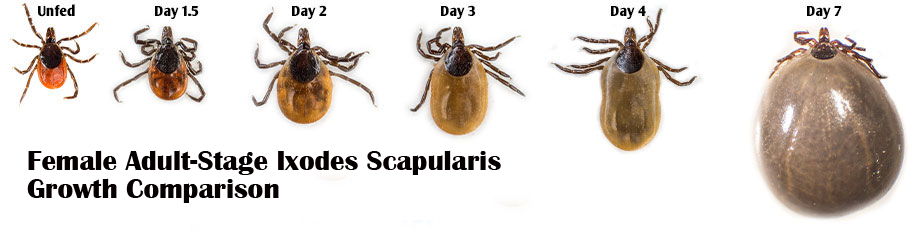 GrowthComparison_All_Ixodes_scap