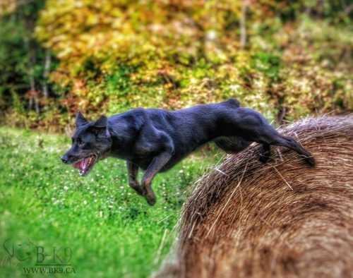 Roxie: BEST K9s Demo Dog-Labrador Rottweiler cross. 